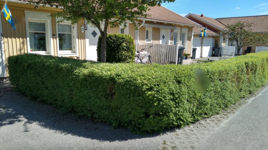Häck