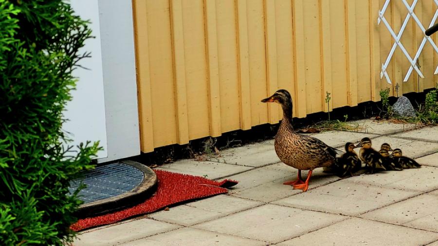 Gäster på besök