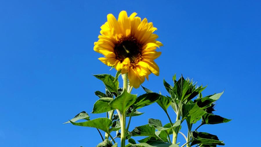 Solros
