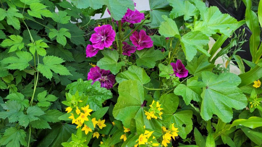 Sommarblommor