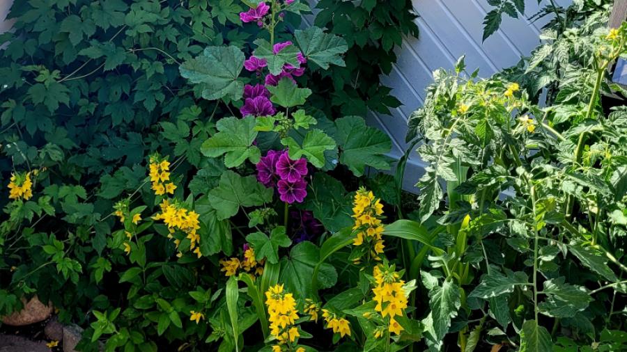 Blommor